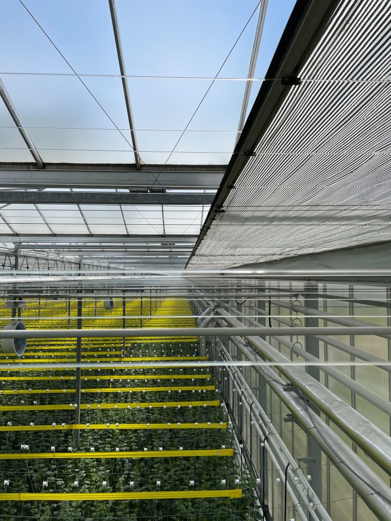 shade screen 3